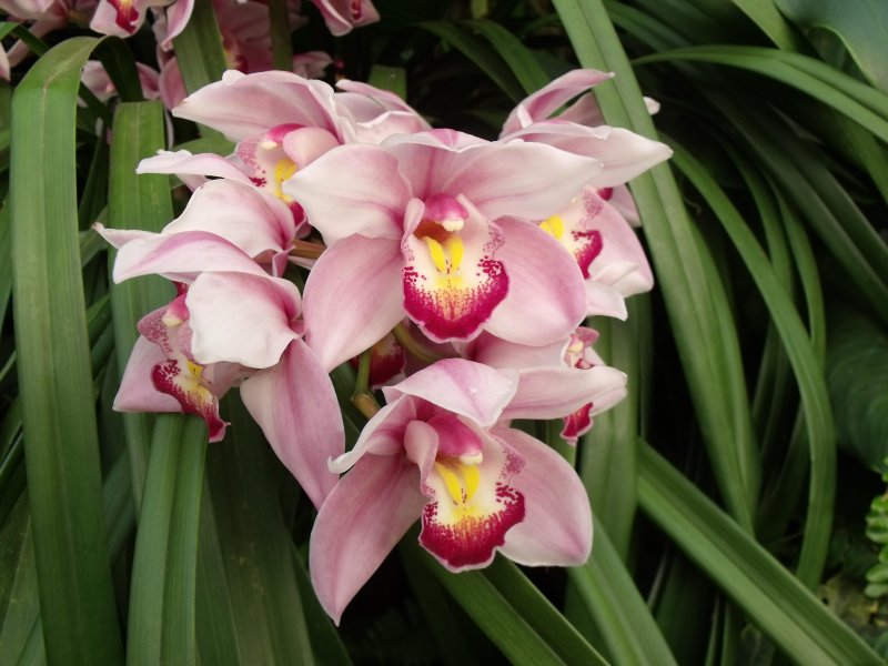 Цимбидиум (Cymbidium)