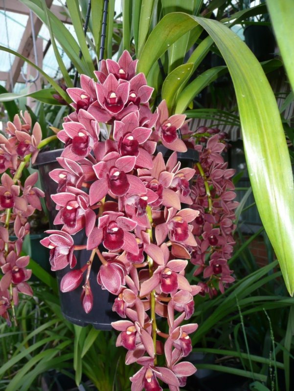 Орхидея Cymbidium