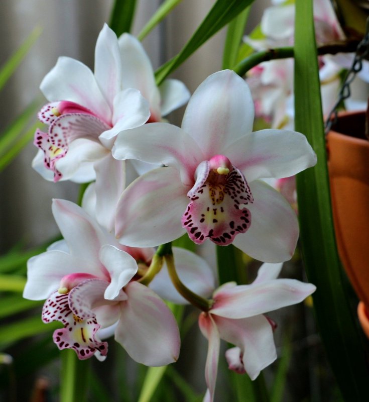 Орхидея Cymbidium