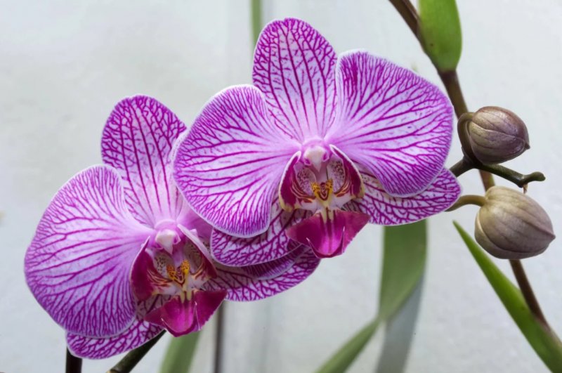 Фаленопсис (Phalaenopsis) – Орхидея