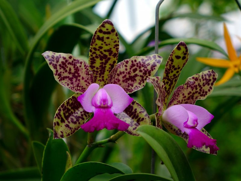 Фаленопсис Tropical Flora