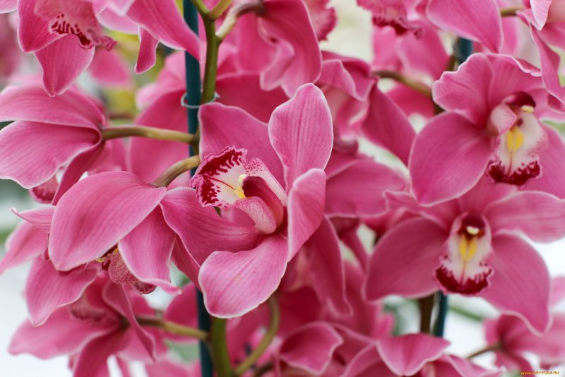 Orchidaceae Орхидные