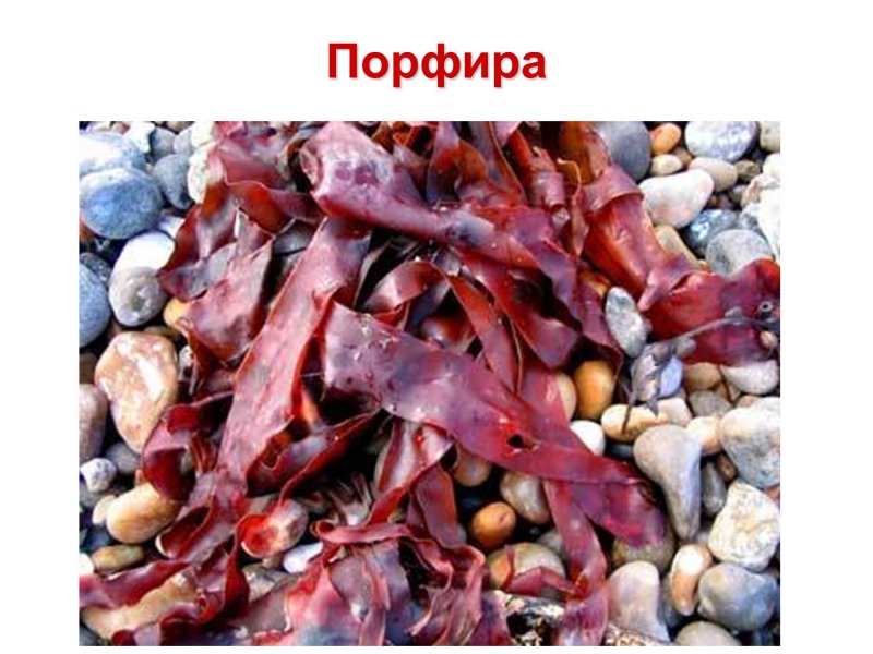 Морские водоросли порфира