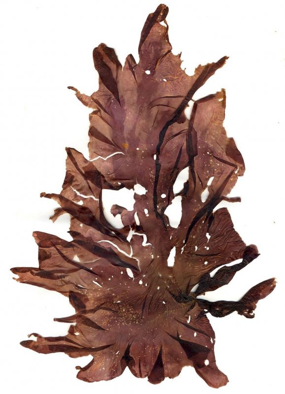 Porphyra yezoensis