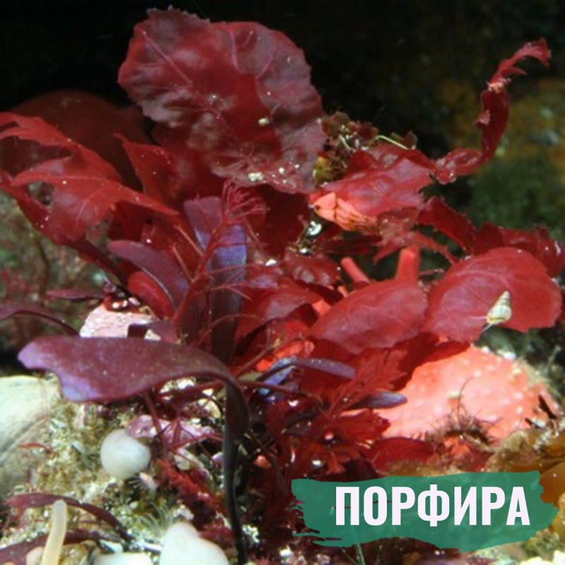 Интересные факты о багрянки