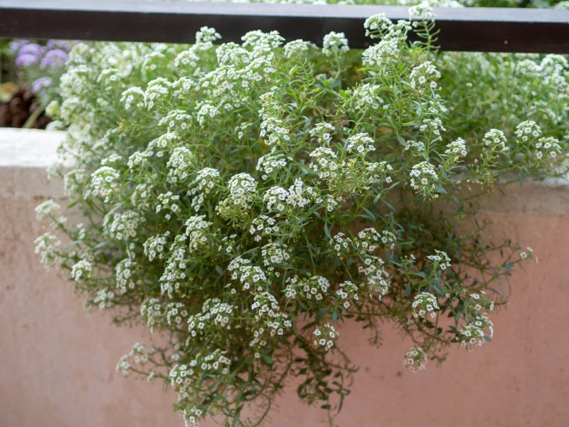 Лобулярия Приморская Lobularia