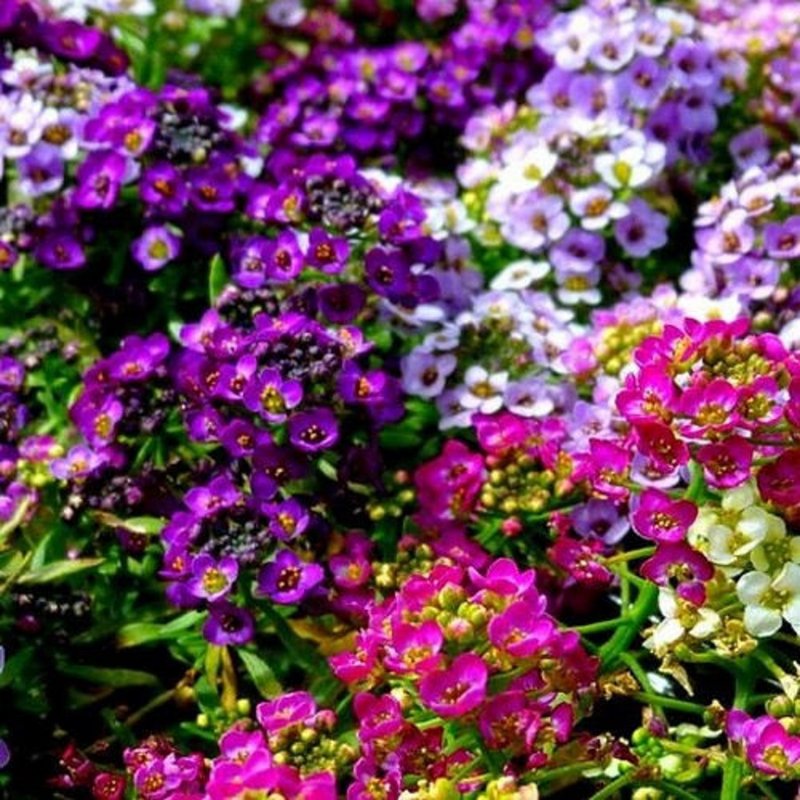 Алиссум Lobularia maritima