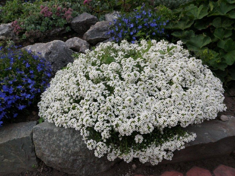 Лобулярия Приморская (Lobularia maritima)