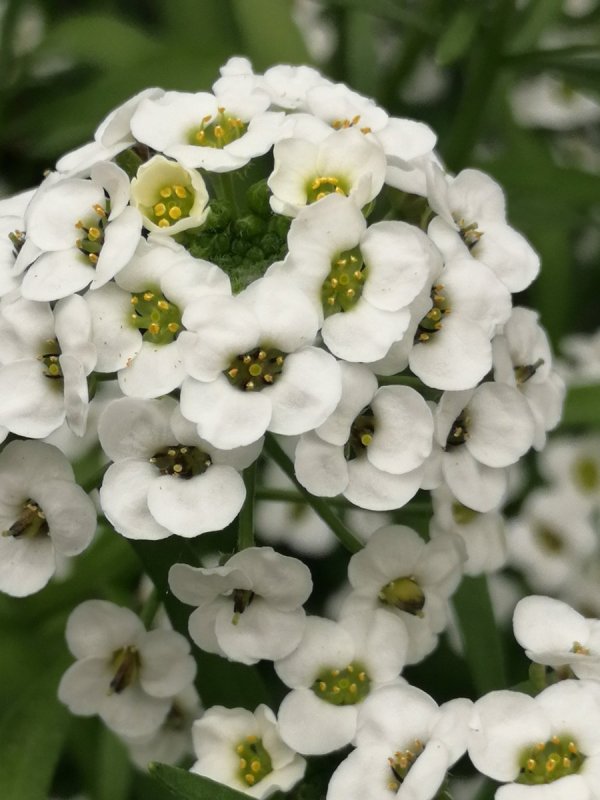 Лобулярия Приморская (Lobularia maritima)