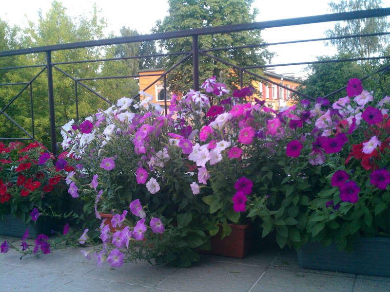 Mirabilis актриса