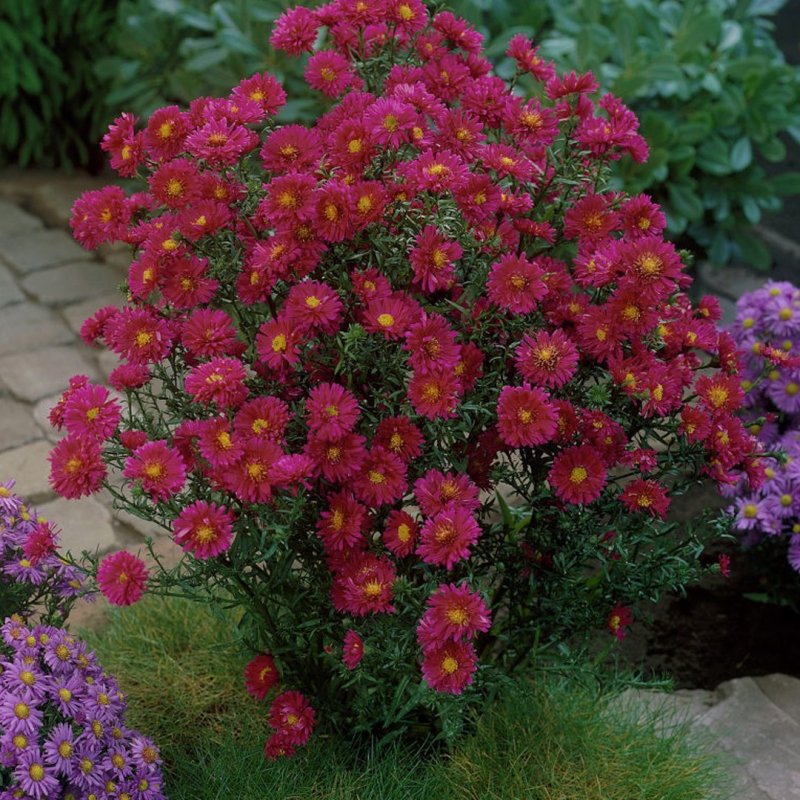 Астра новобельгийская (Aster Novi-Belgii `Royal Ruby`)
