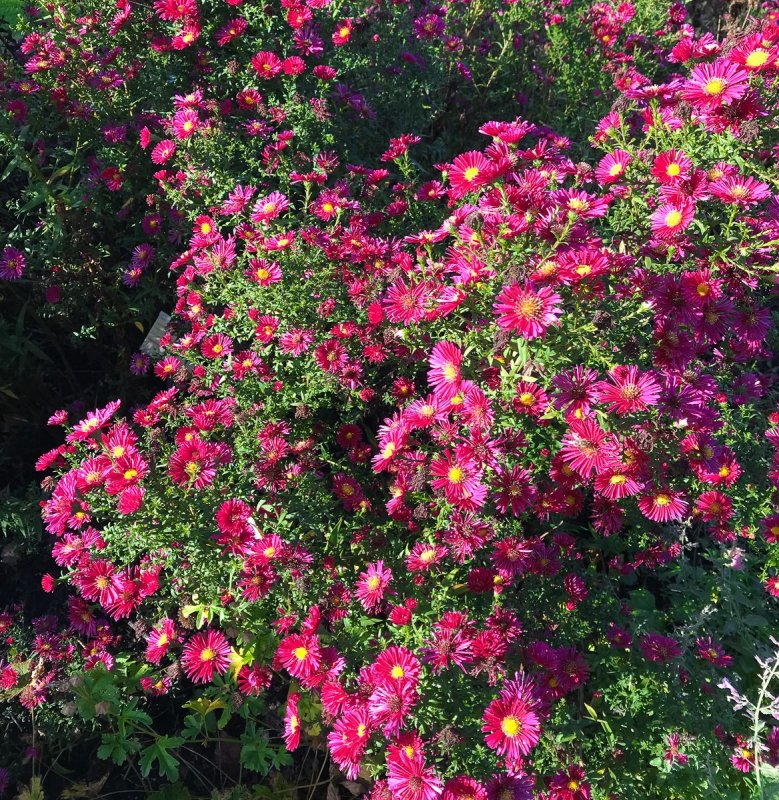 Астра новобельгийская "Crimson Brocade"