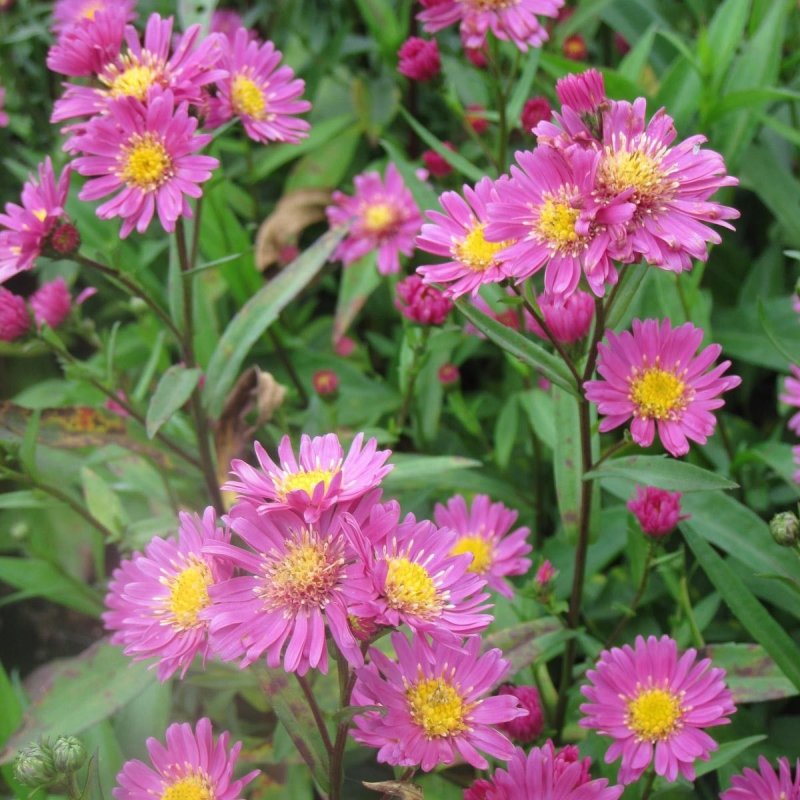 Астра Aster Novi-Belgii Crimson Brocade