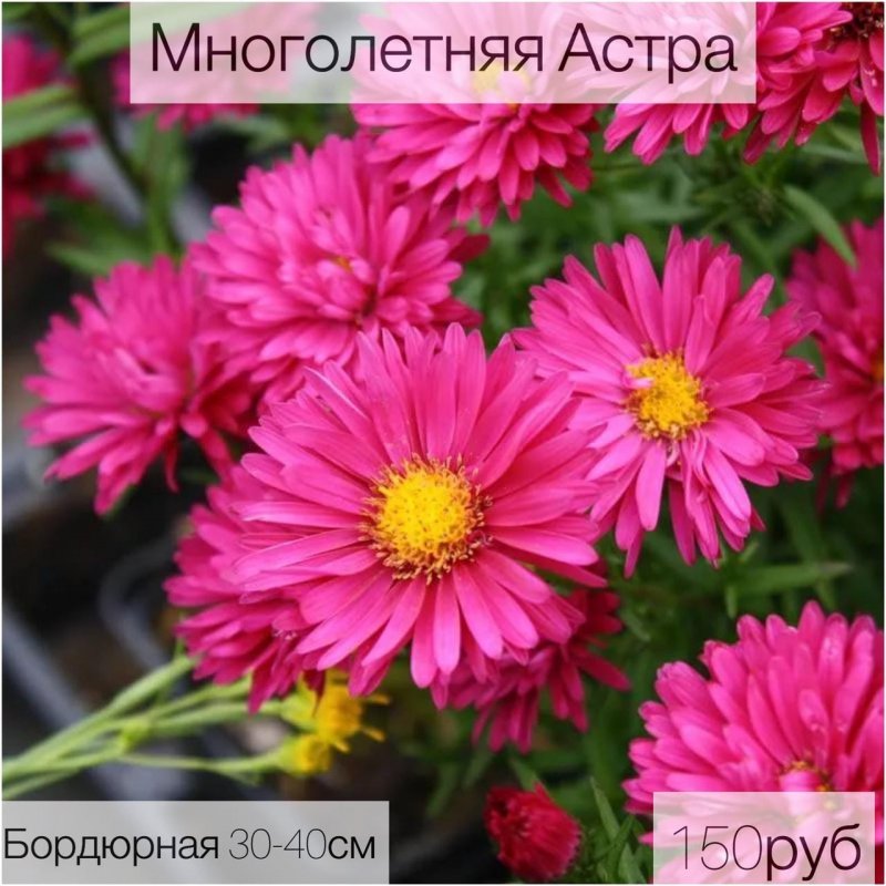 Астра новобельгийская (Aster Novi-Belgii `Royal Ruby`)