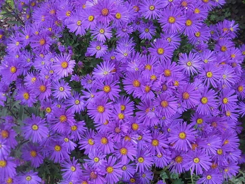 Aster dumosus Kristina