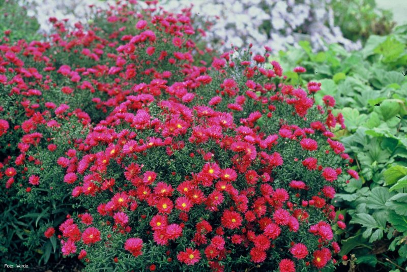 Астра новобельгийская "Crimson Brocade"