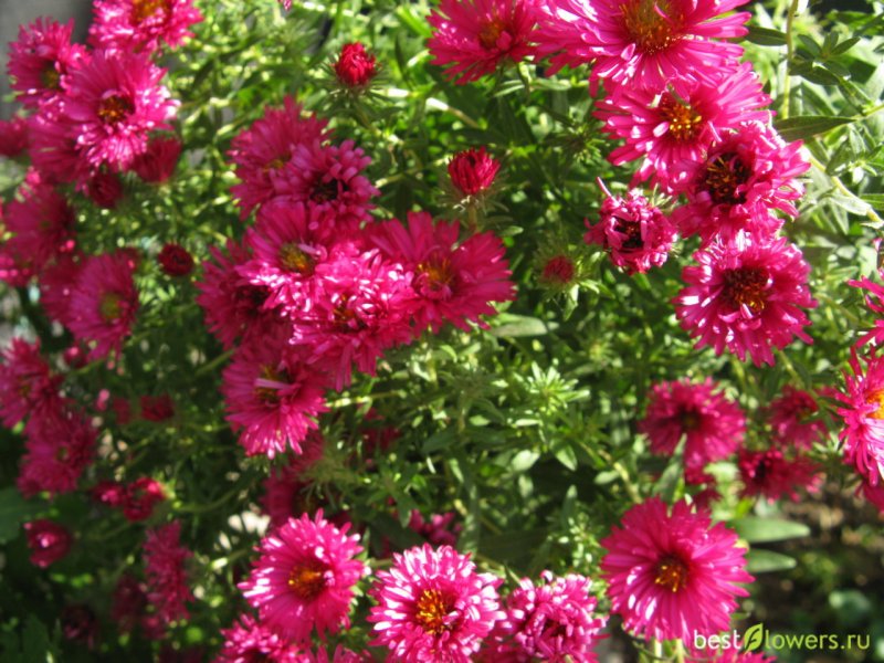 Астра новобельгийская (Aster Novi-Belgii `Royal Ruby`)