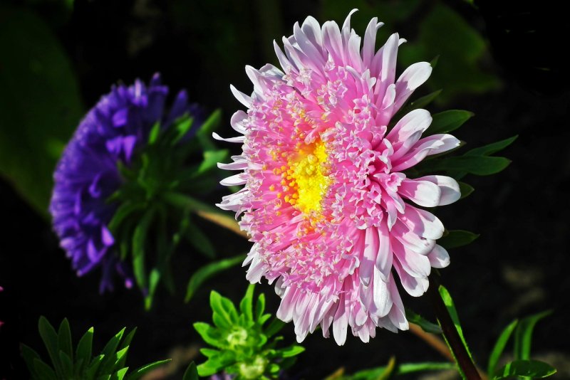 Астра Aster Royal Ruby