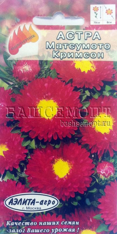 Астра многолетняя кустарниковая (Aster dumosus)