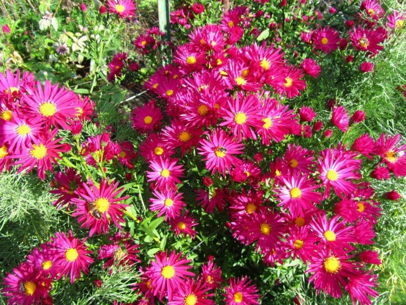 Астра новобельгийская (Aster Novi-Belgii `Royal Ruby`)