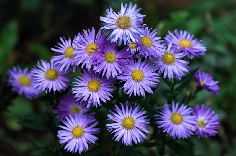 Астра новобельгийская (Aster Novi-Belgii `Royal Ruby`)