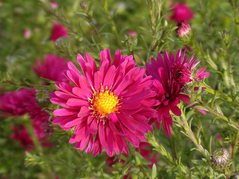Астра новобельгийская (Aster Novi-Belgii `Royal Ruby`)
