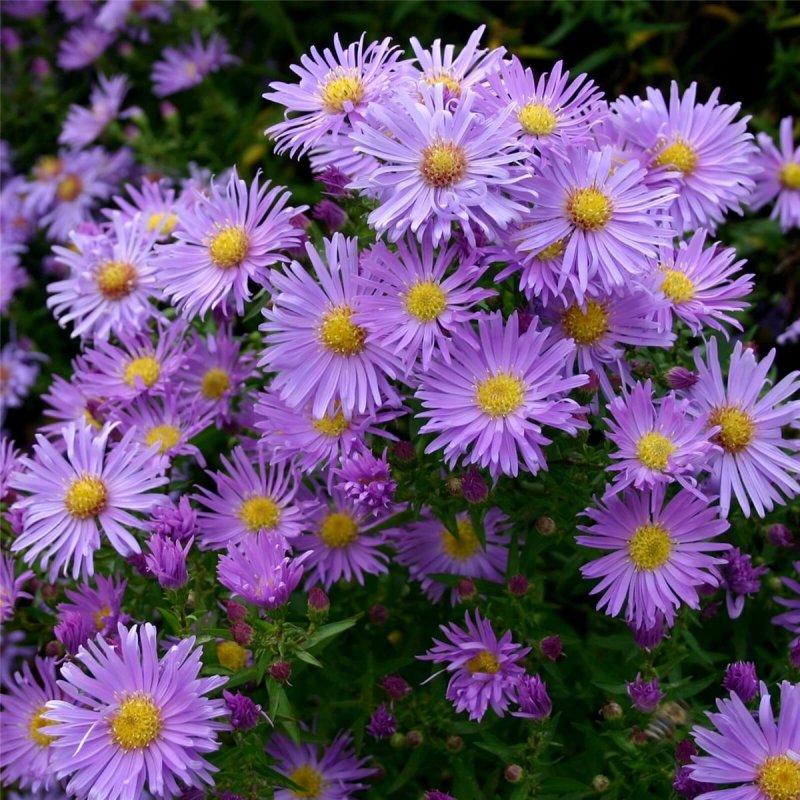 Астра новобельгийская (Aster Novi-Belgii `Royal Ruby`)