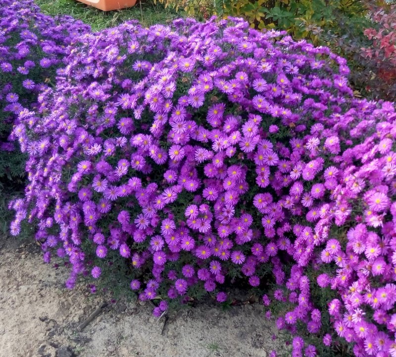 Aster dumosus Дженни