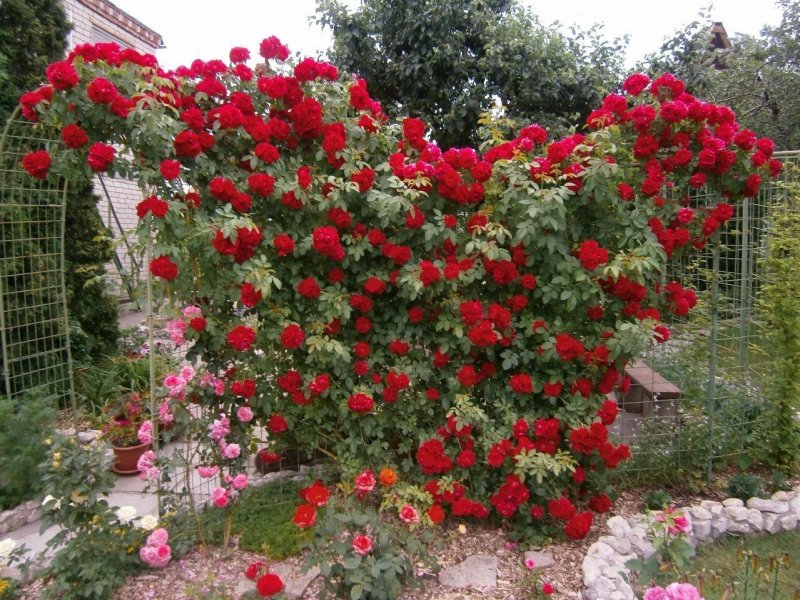 Фламентанц плетистая роза