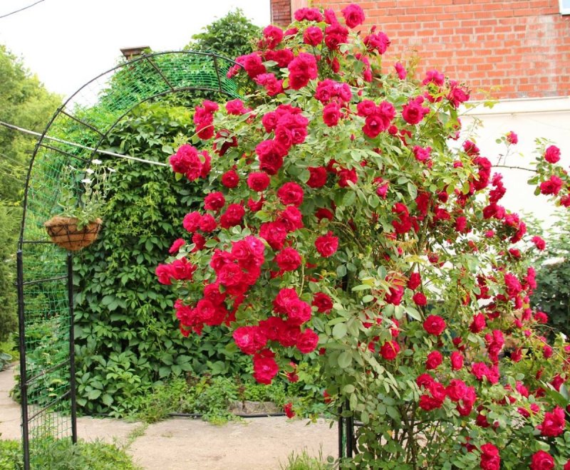 Фламентанц плетистая роза