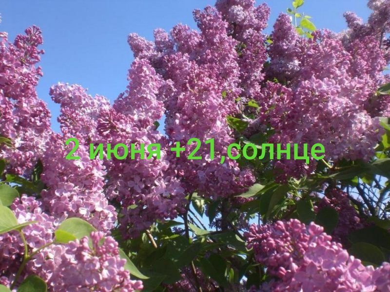 Сирень Этна