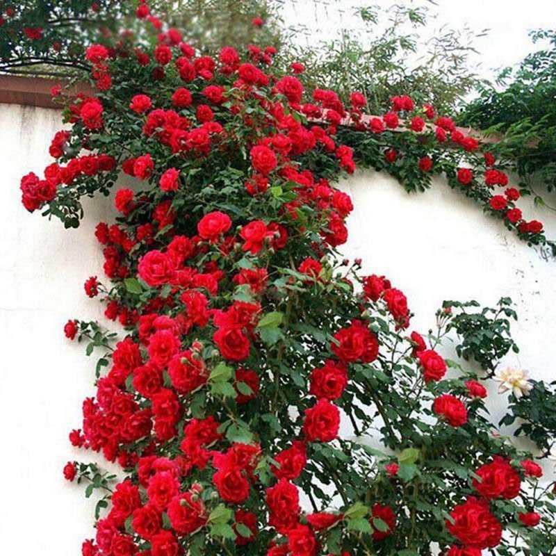 Роза мультифлора