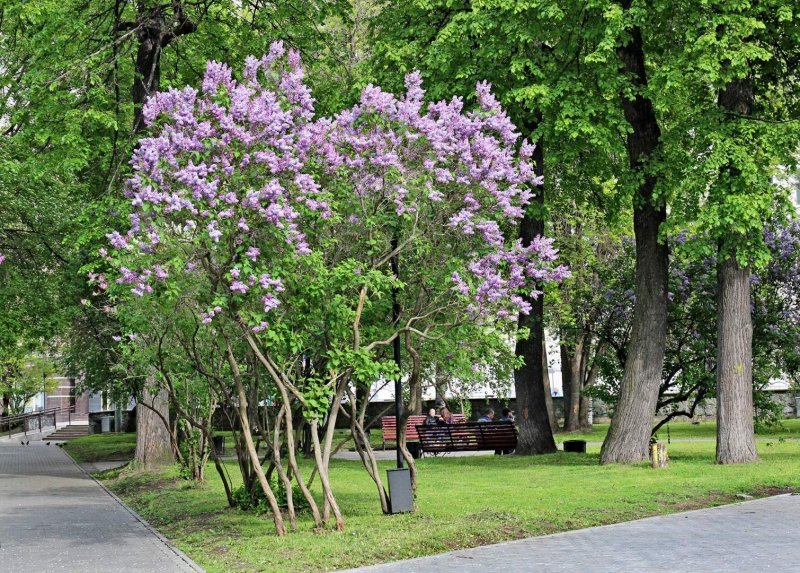 Сирень венгерская аллея
