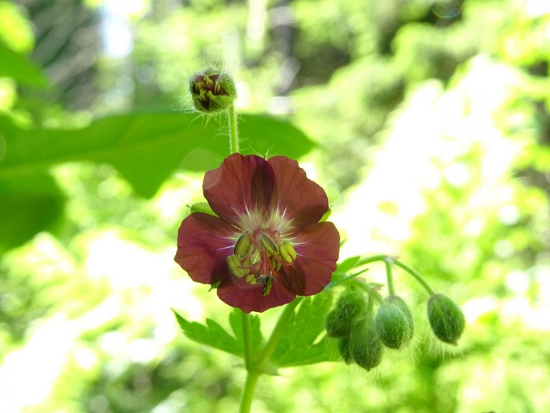 Роза Geranium