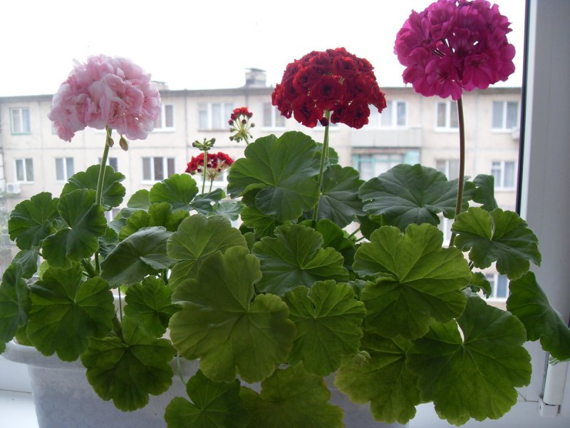 Герань Лесная (Geranium sylvaticum)