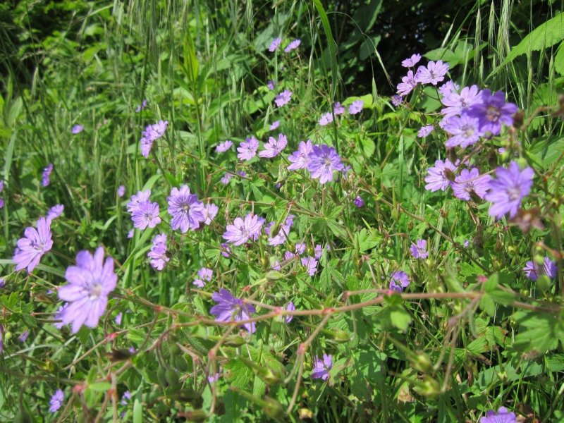 Geranium pyrenaicum albiflora