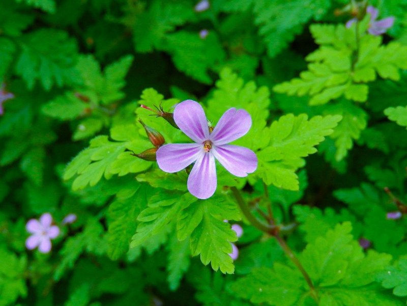 Geranium robertianum