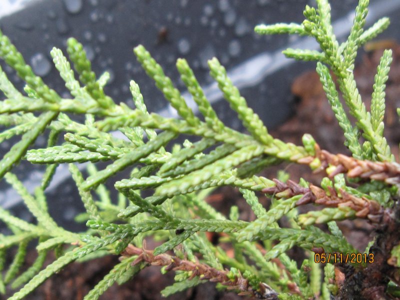 Microcachrys Tetragona