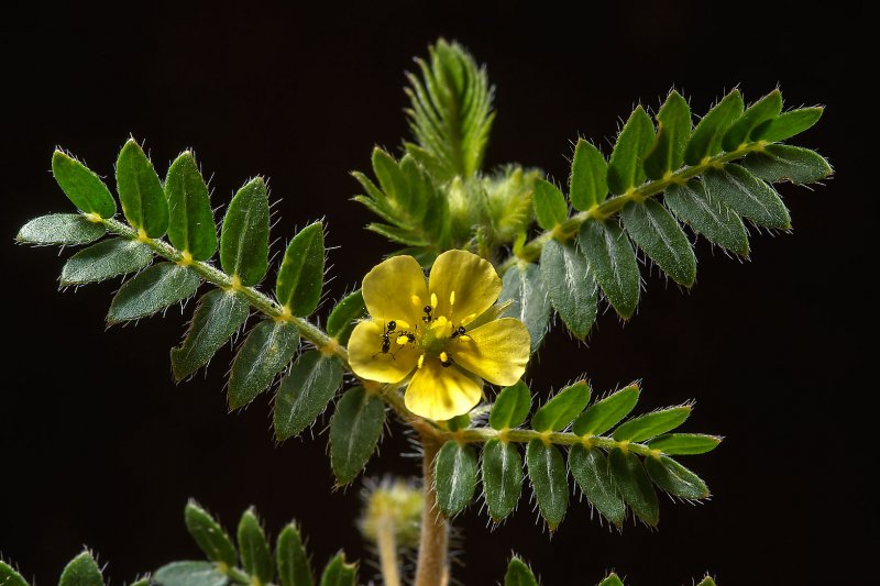 Calytrix duplistipulata