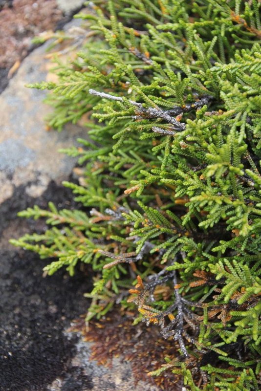 Microcachrys Tetragona