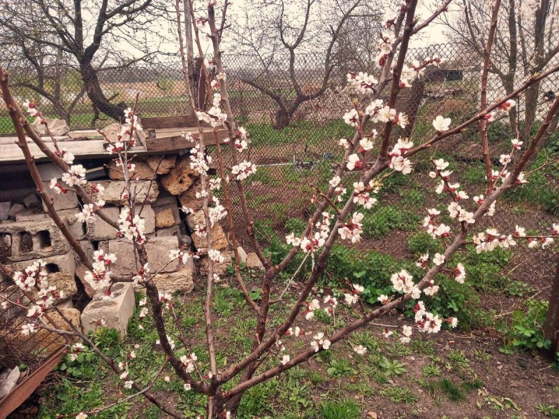 Сакура на даче