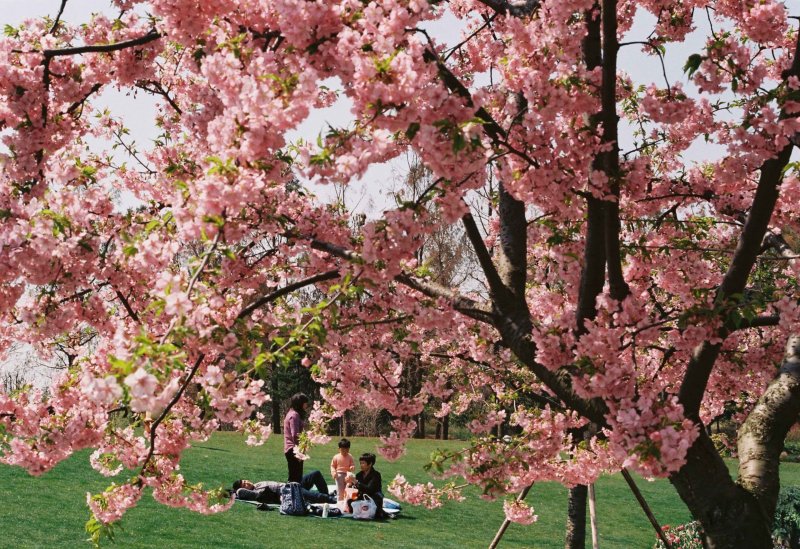Hanami Cherry Blossom Festival