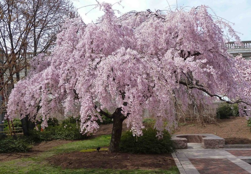 Prunus subhirtella 'pendula' (вишня)