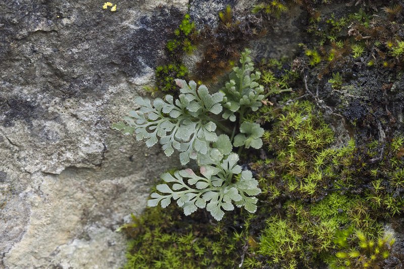 Костенец Воронова Asplenium woronowii