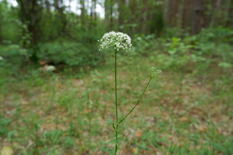 Асплениум волосовидный (Asplenium trichomanes)