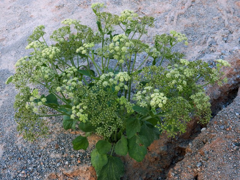 Костенец Воронова Asplenium woronowii