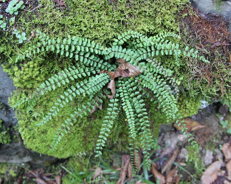 Костенец зонтичный Holósteum umbellátum