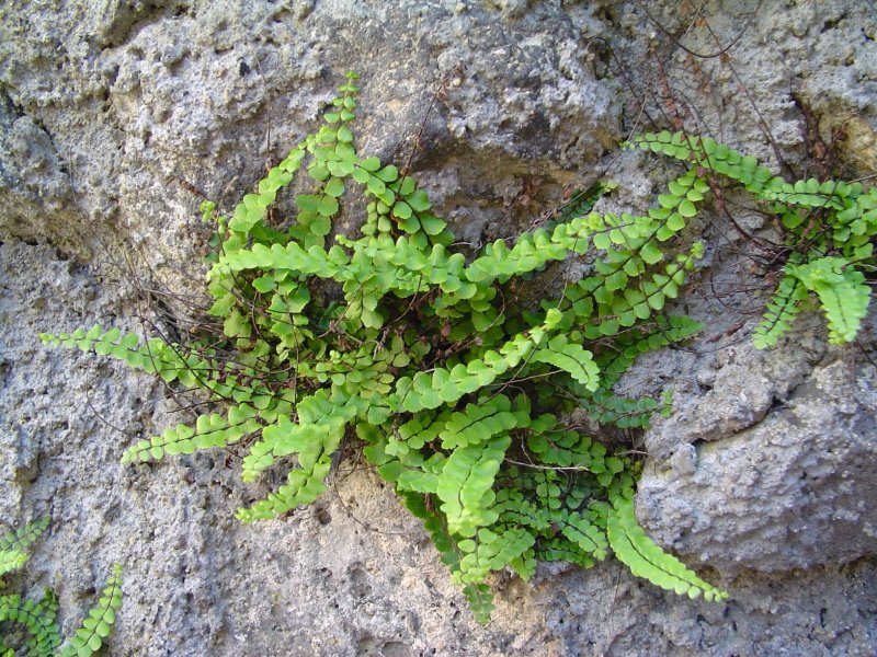 Борщевик Heracleum
