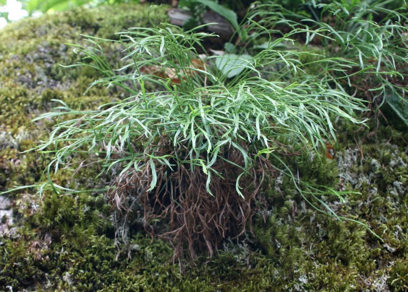 Holosteum umbellatum