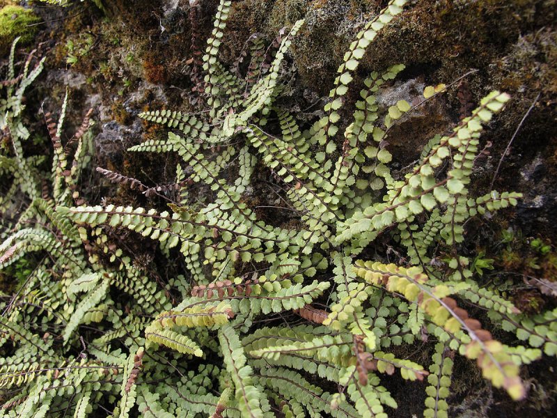 Holosteum umbellatum